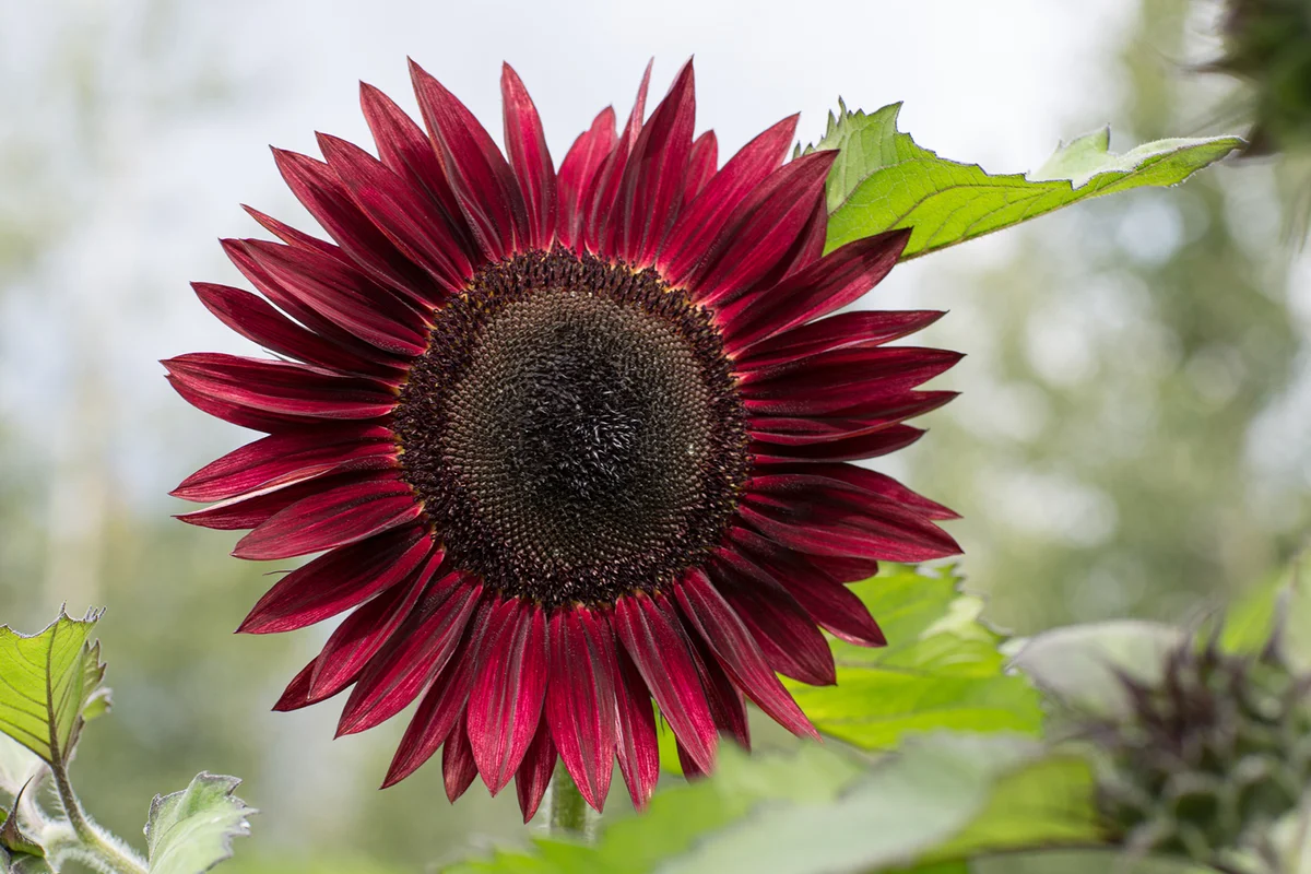 Moulin Rouge Sunflower