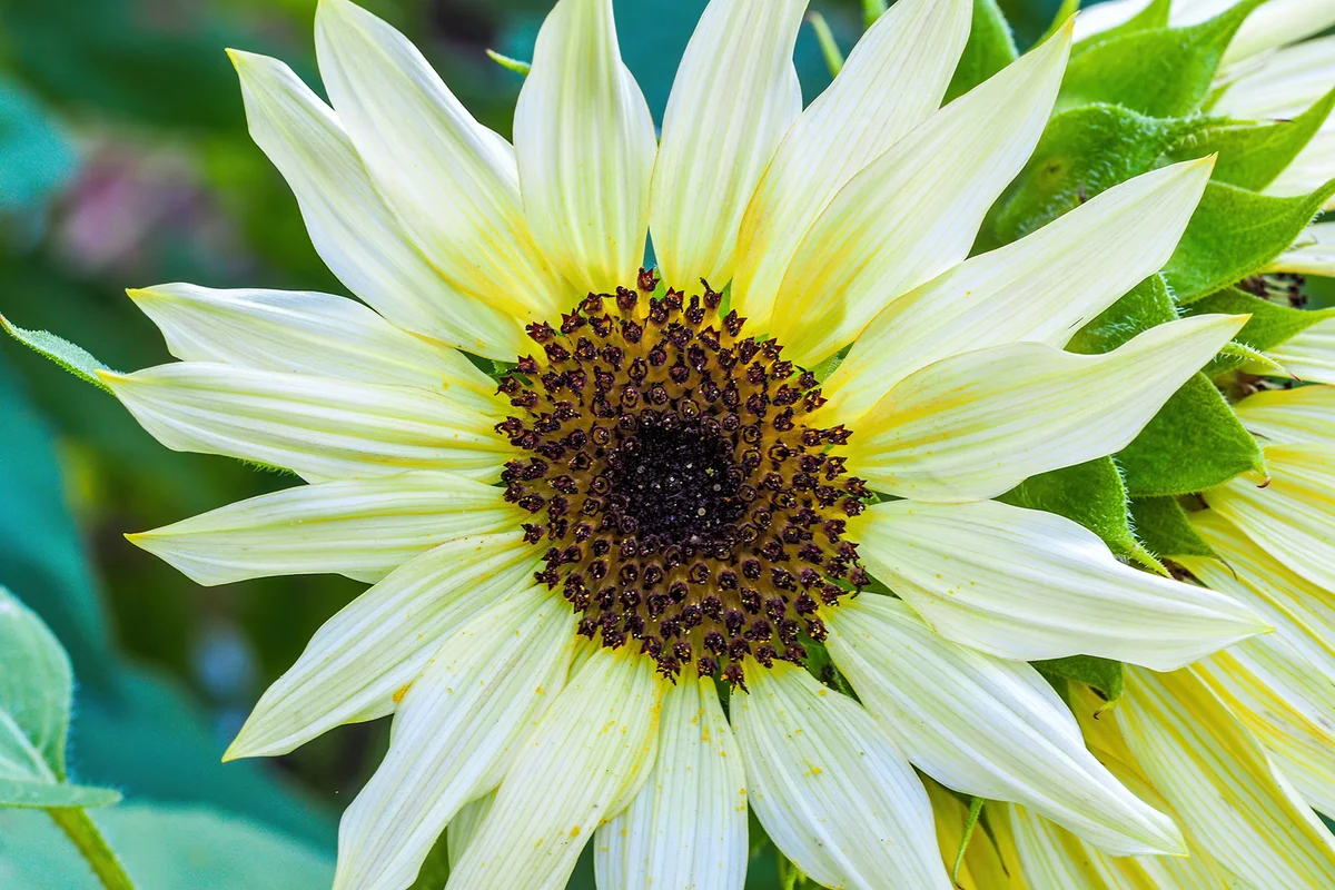 Vanilla Ice Sunflower