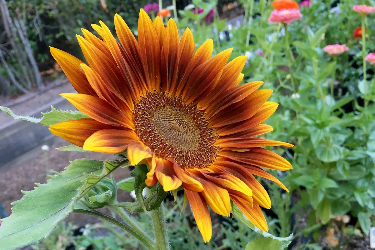 Little Tiger Sunflower