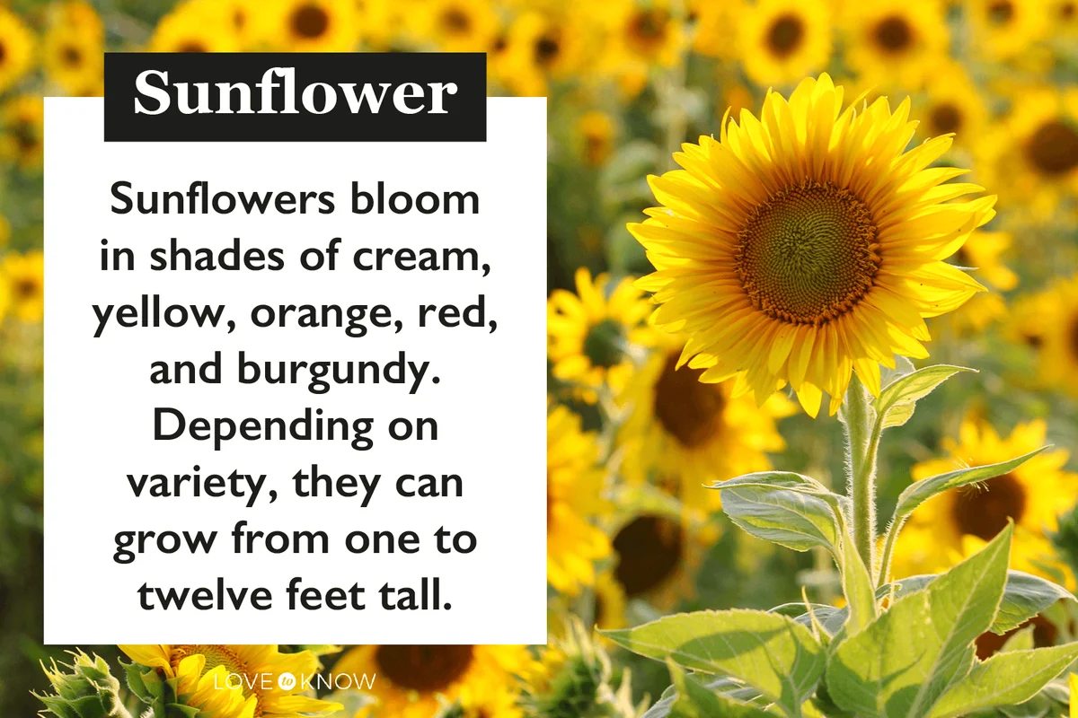 Sunflower characteristics