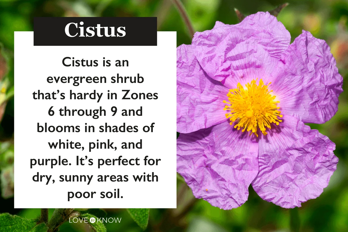 Cistus characteristics