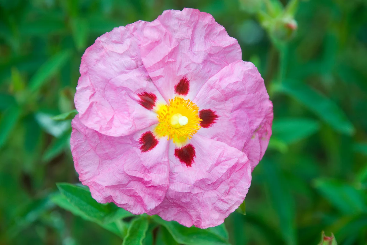 Cistus Purpureus Flower