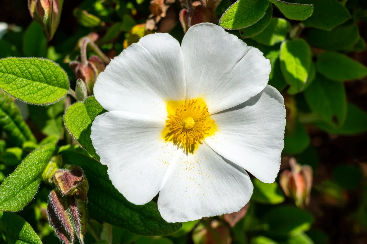 Cistus x corbariensis