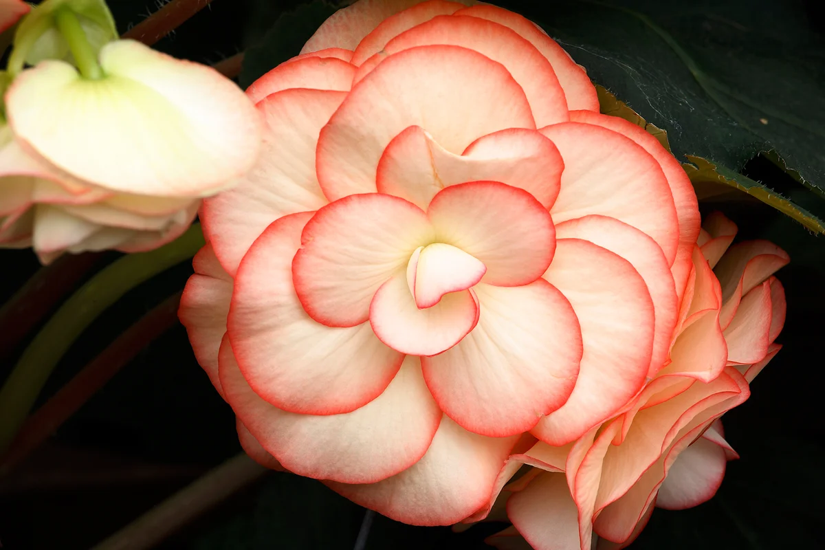 Begonia Tuberhybrida