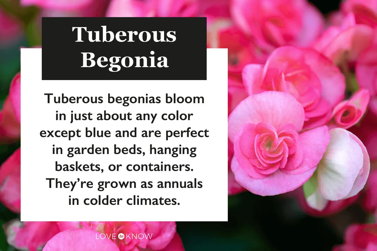 Tuberous begonias characteristics