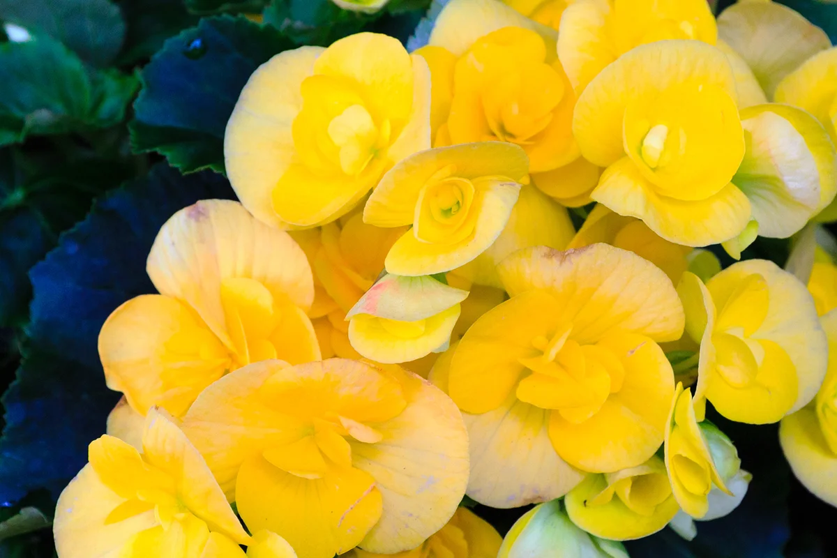 Begonia yellow flowers closeup