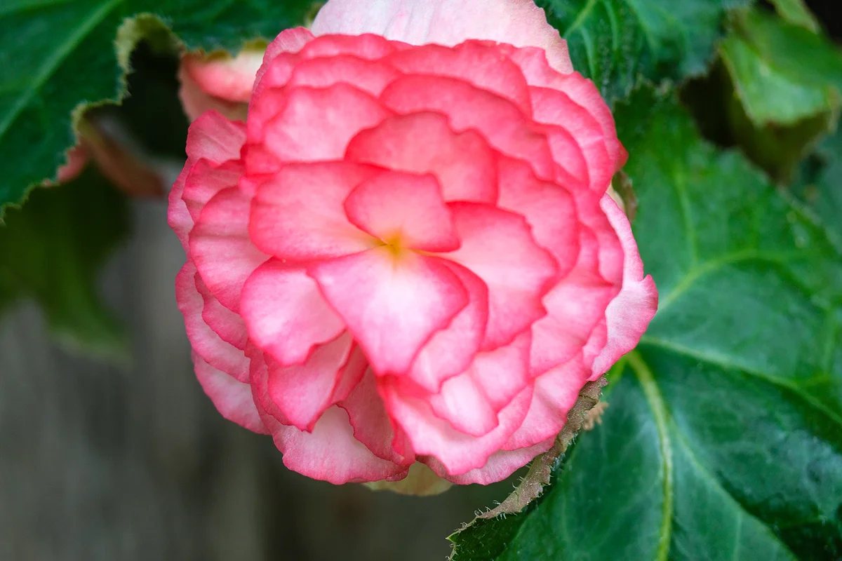 Bouton de Rose Begonia