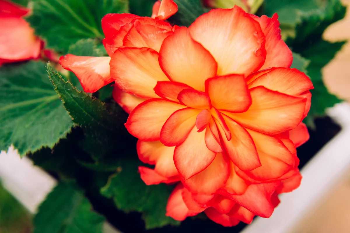 Nonstop Fire Begonia