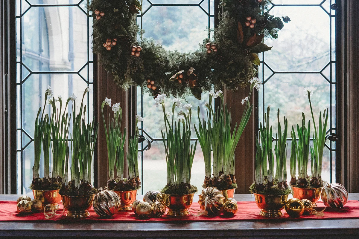 Paperwhite bulbs grow in bowls on a window ledge