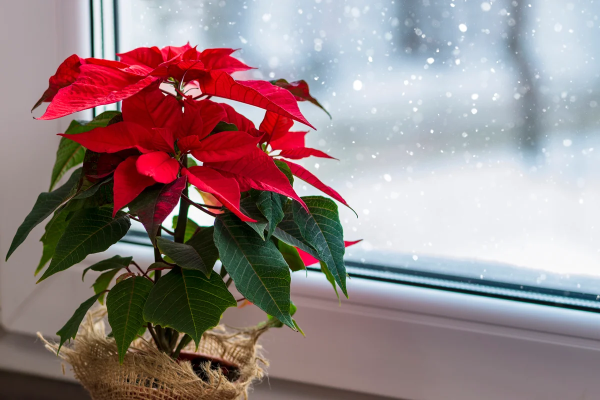 Red poinsettia, a traditional Christmas flower on a winter window