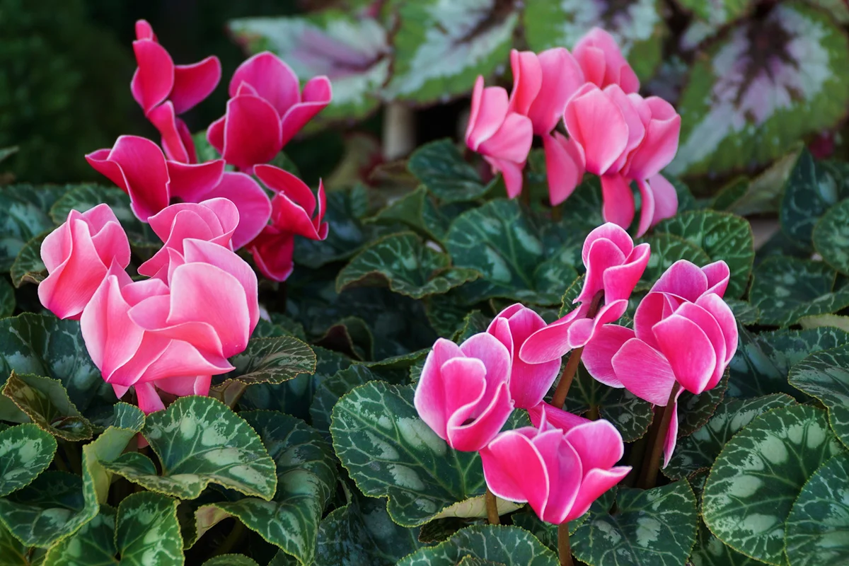 Cyclamen flowers