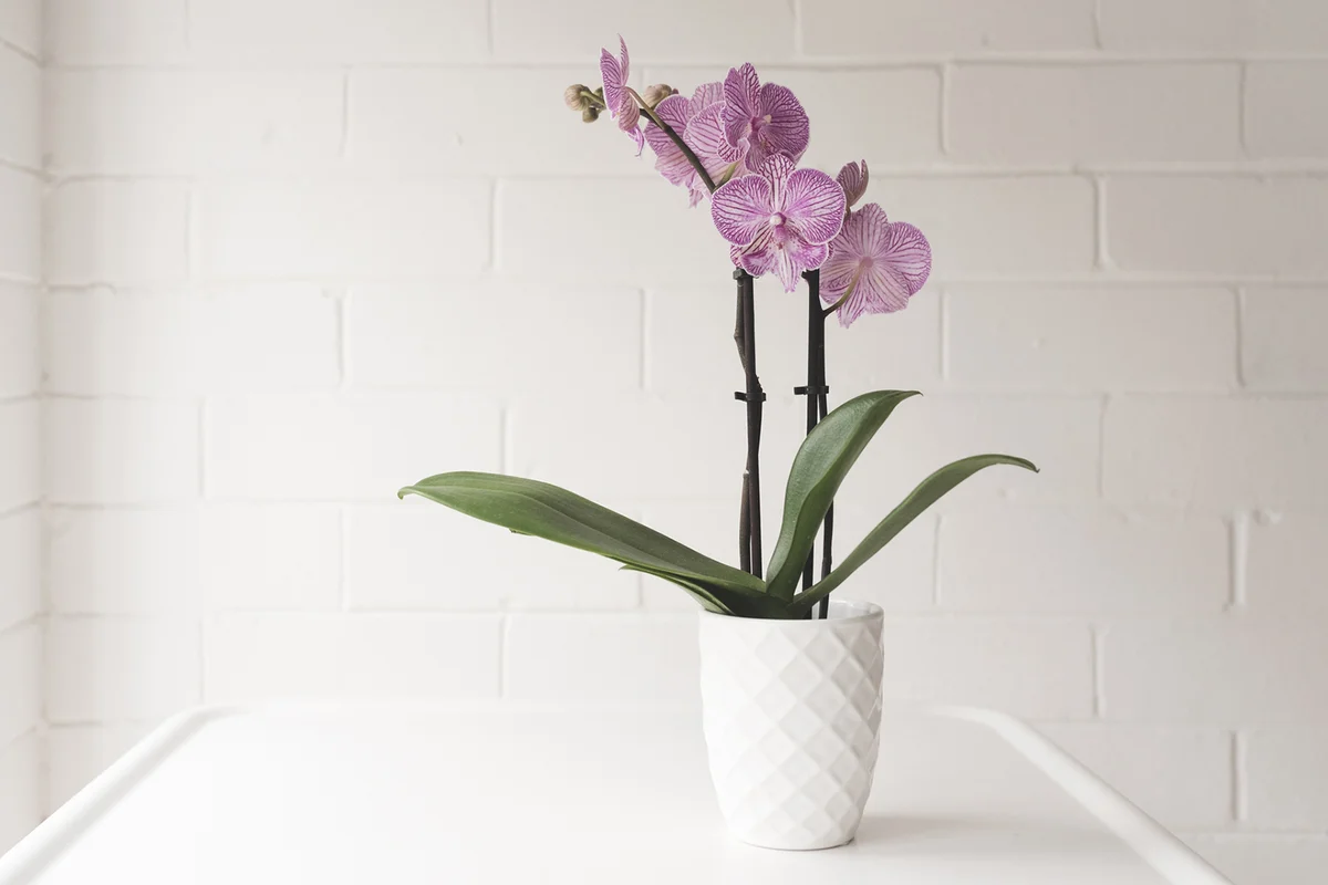 Purple Phalaenopsis Orchid In On White Table Against Painted Brick Wall Background