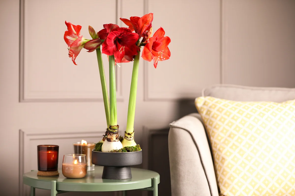 Beautiful red amaryllis flowers on table in room