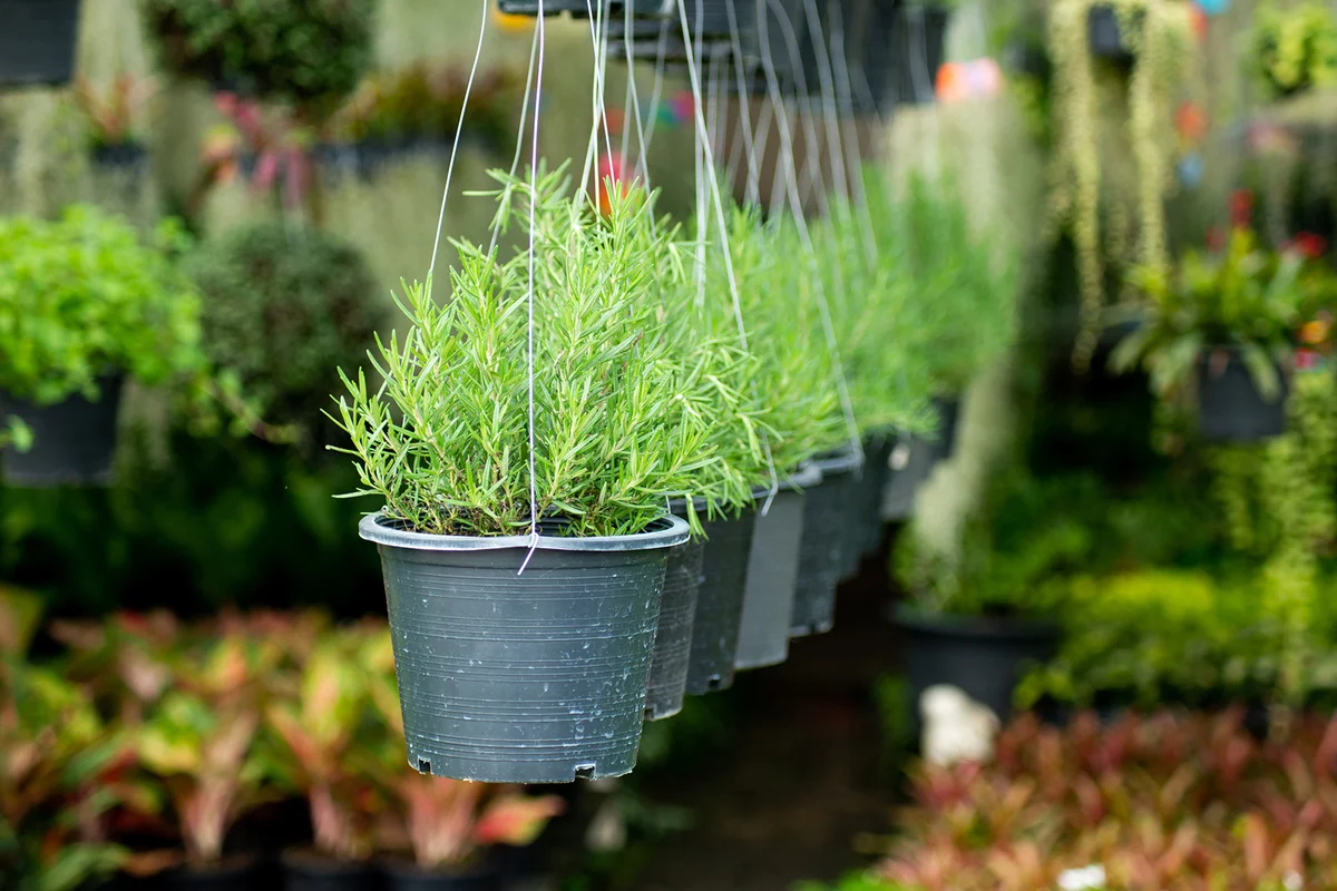 Rosemary tree