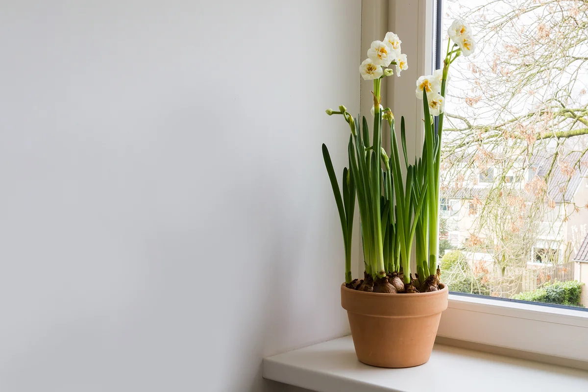 White narcissus in ceramic pot.