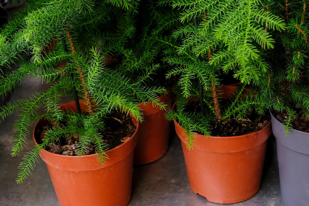 Araucaria Plant on flowerpot for sale in the store.
