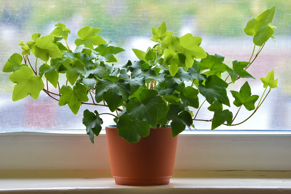 Ivy in brown flowerpot against window