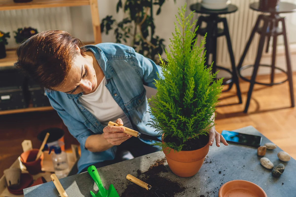 Woman growing lemon cypress trees indoors as houseplant.