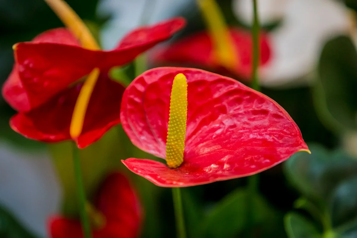 Red, heart-shaped flower of Anthuriums