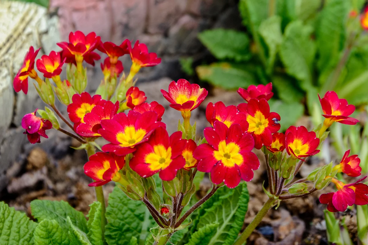 Red primrose