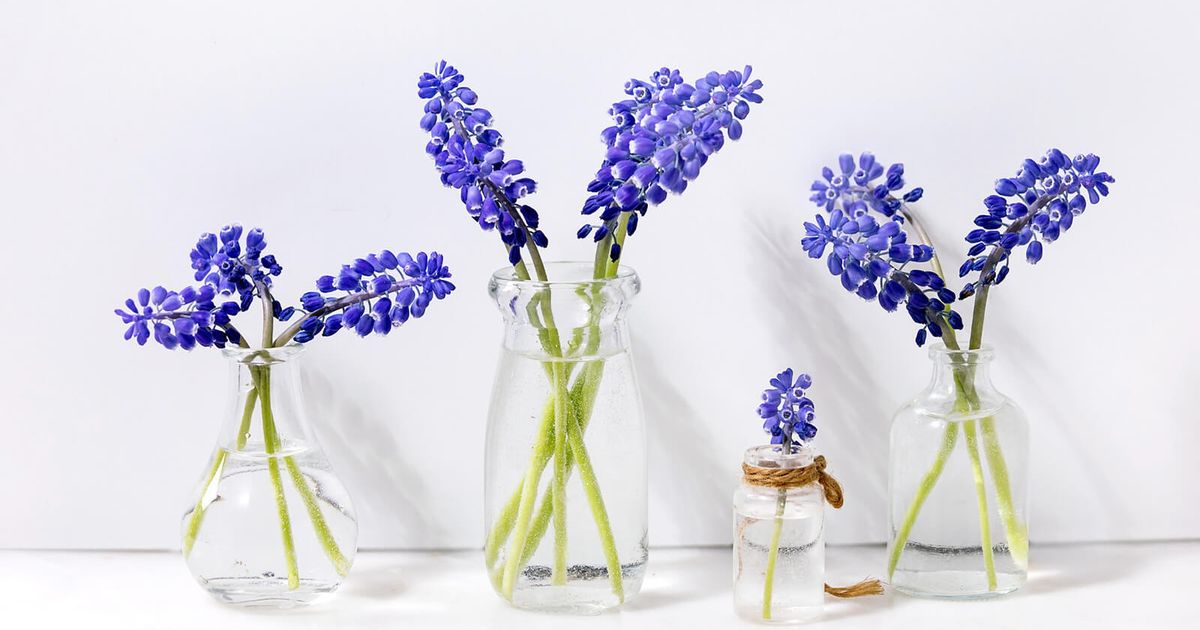 Muscati Muscari Flowers: How to Grow and Use Them