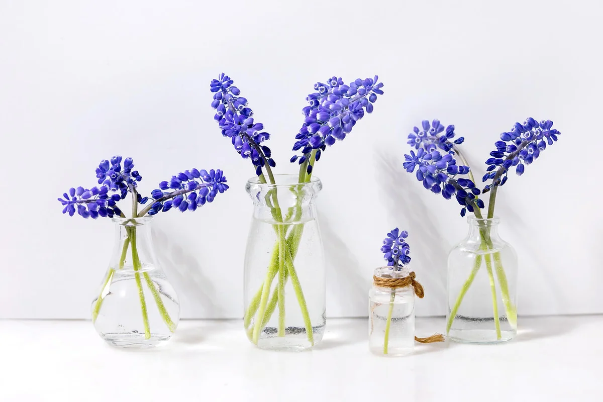 Tender blue muscari flowers