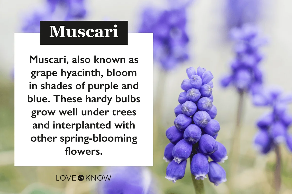 Close-up of purple flowering Muscari plants