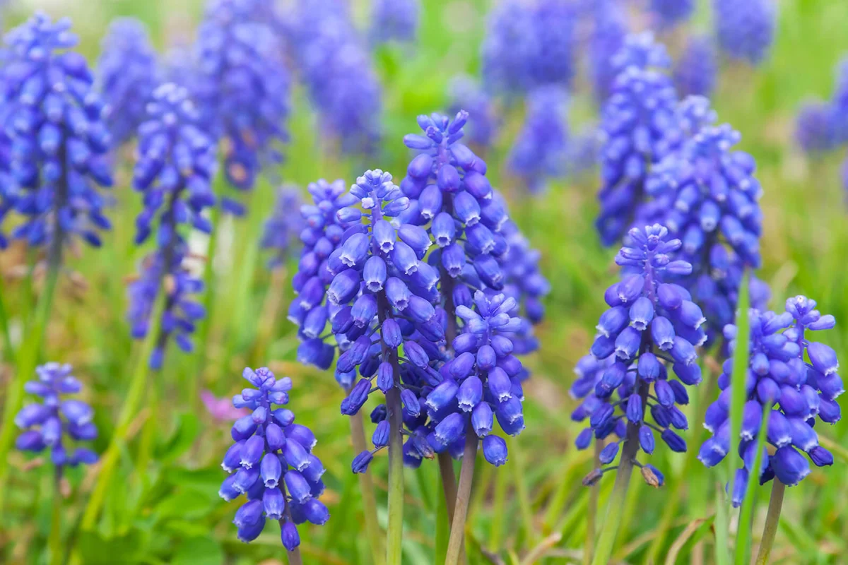 Some species of this Grape hyacinths are among the earliest to bloom in the spring