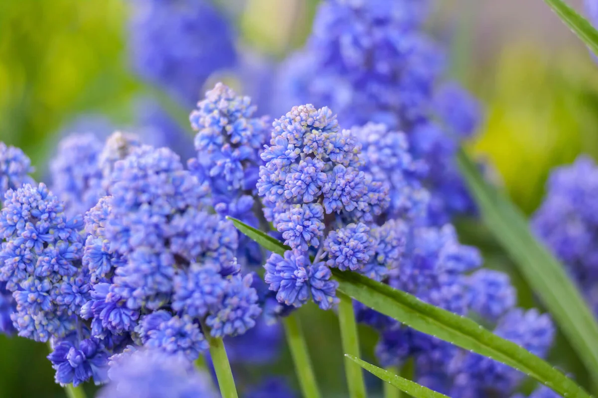 Muscari armeniacum 'Blue Spike'