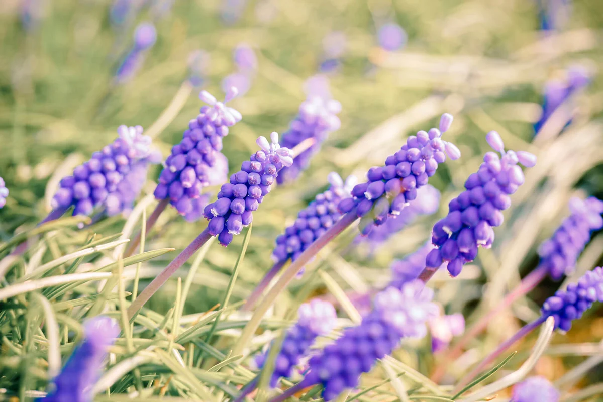 Muscari armeniacum 'Early Giant'