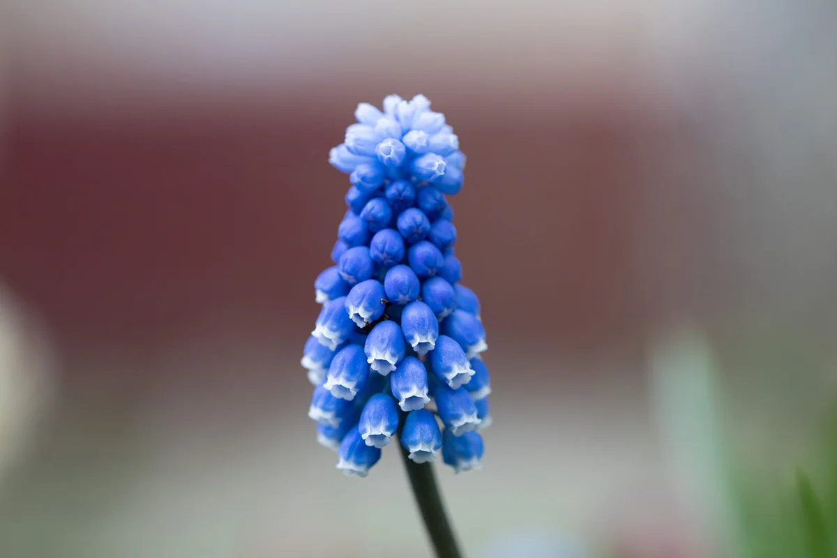 Muscari botyroides 'Superstar'