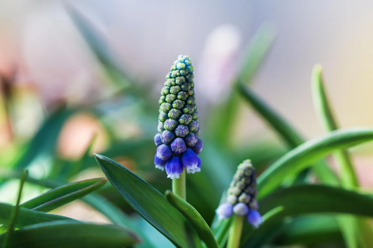 Muscari armeniacum 'Mt. Hood'