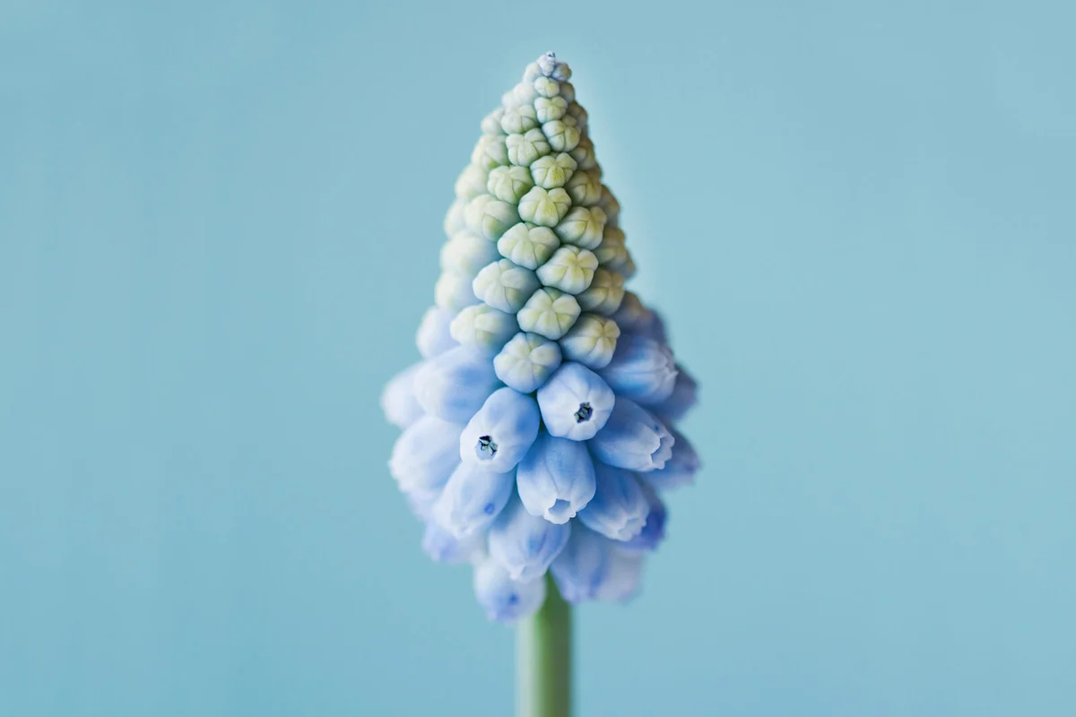 Muscari armeniacum 'Valerie Finnis'