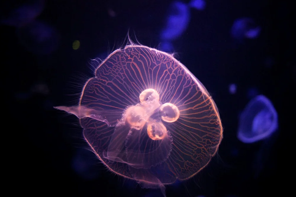 Jellyfish At Maritime Aquarium