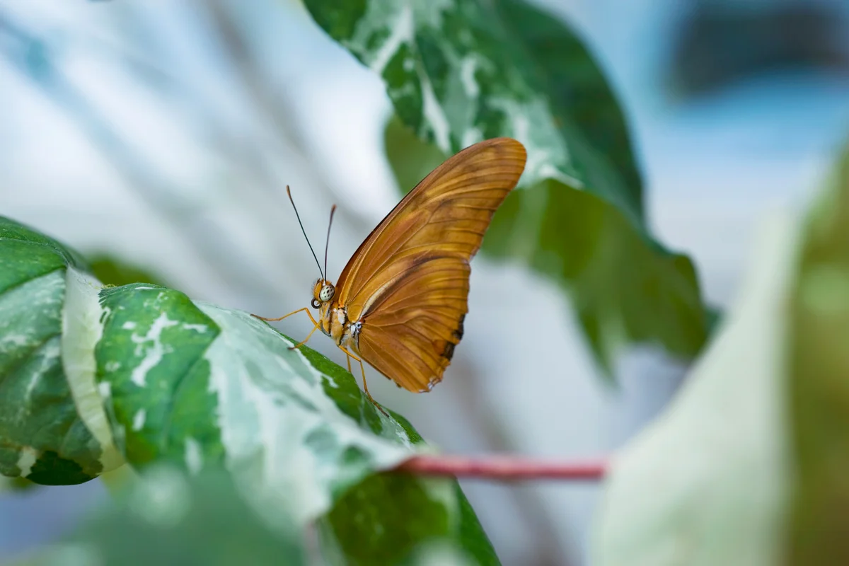 Butterfly at Conservatory of Flowers, Golden Gate Park.