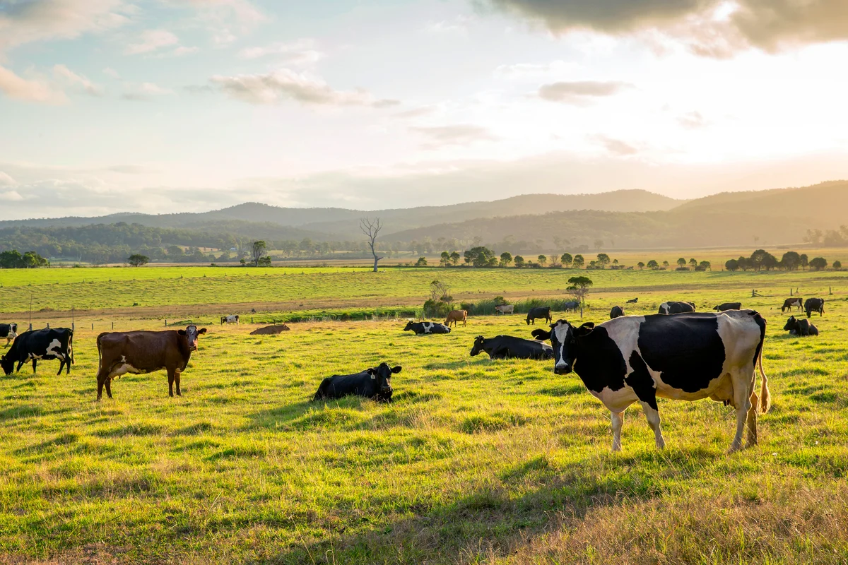 Dairy Cows