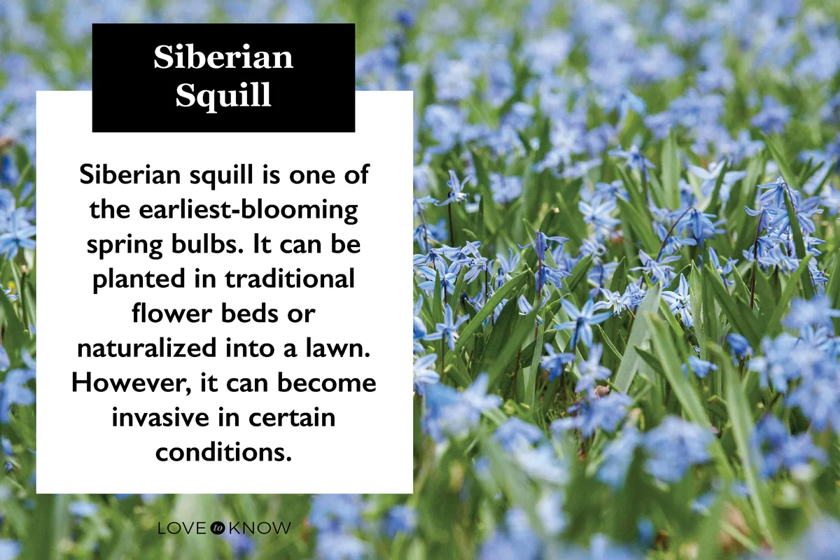 Squill Flower characteristics