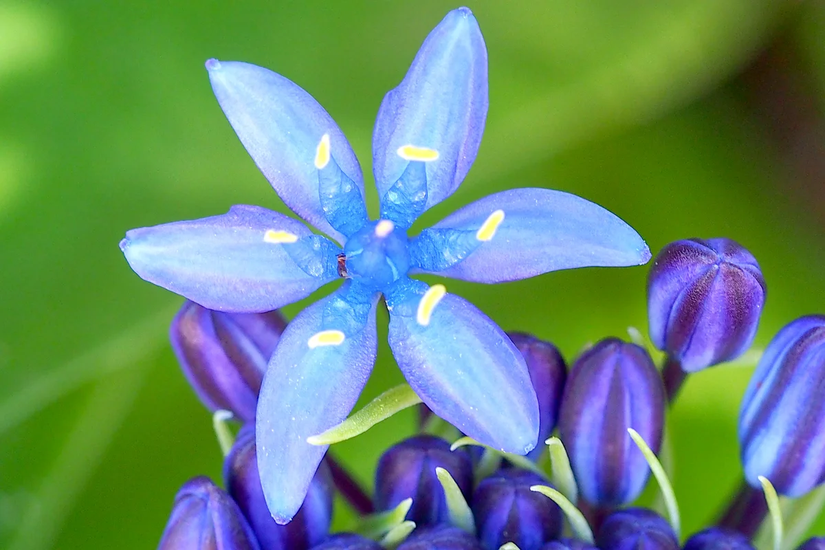 Portuguese Squill (Scilla peruviana)