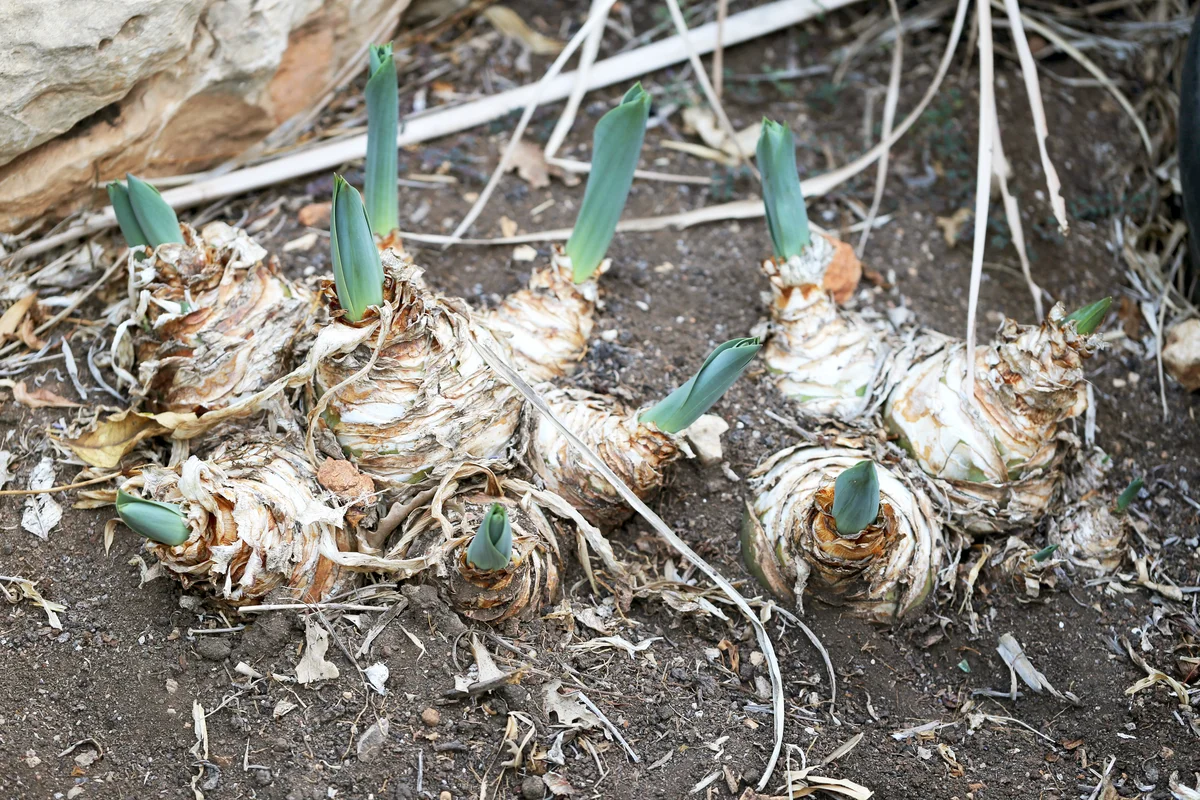 Squill bulbs