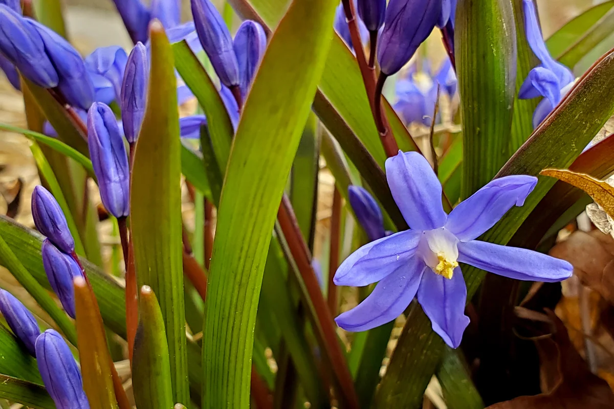 Purple Siberian Squill Spring Flowers