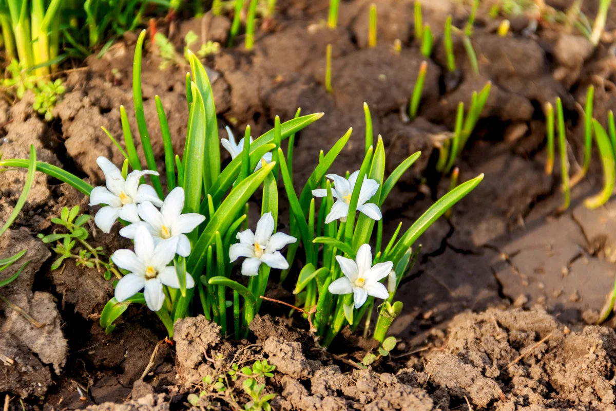 White glory-of-the-snow
