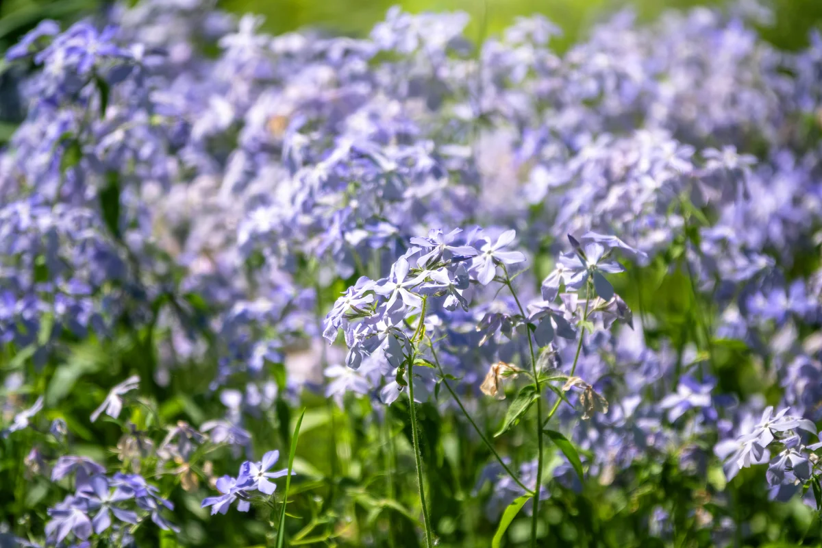 Wild blue phlox flowers