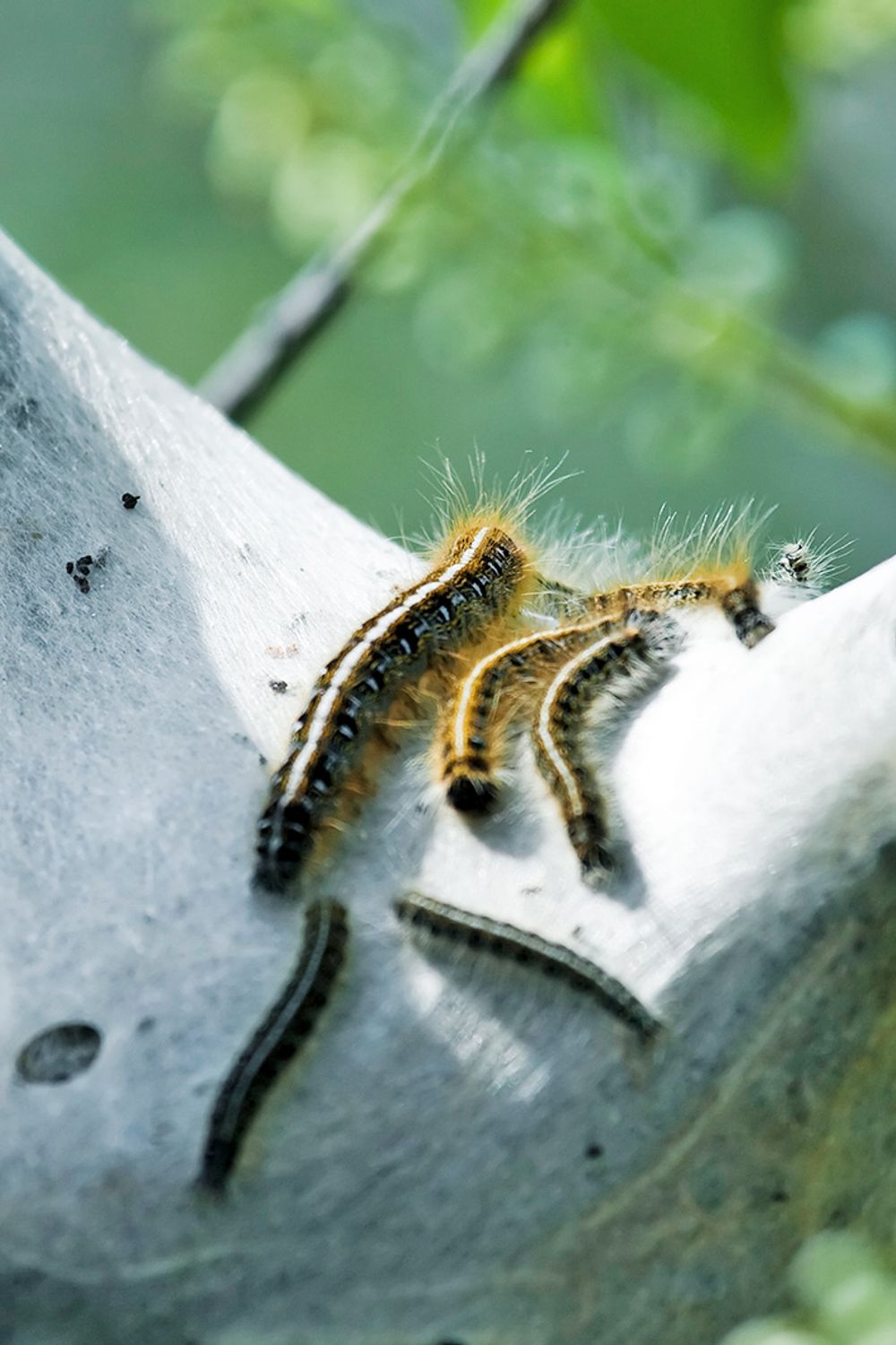 Weberls Insect Webworms: What to Know About These Pests