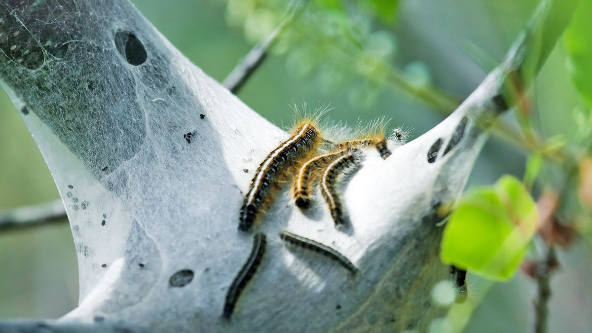 Weberls Insect Webworms: What to Know About These Pests