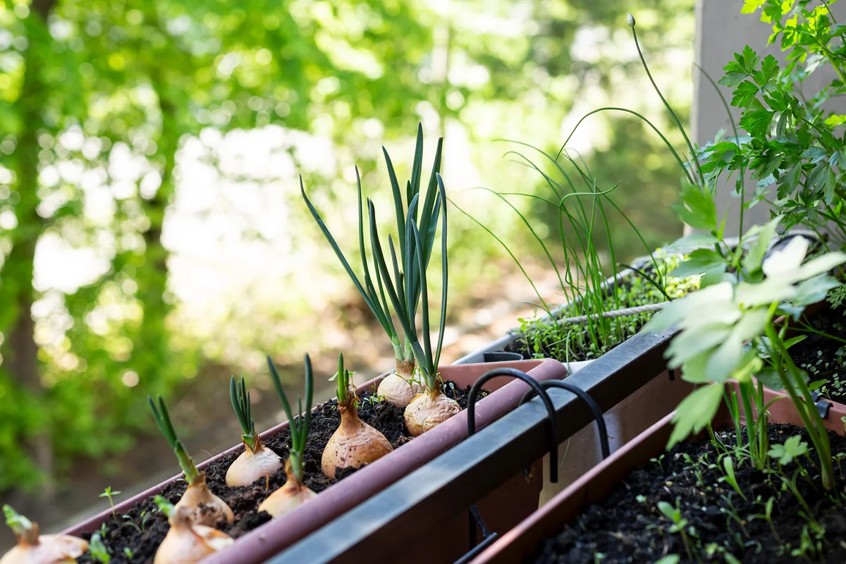 Onions balcony garden