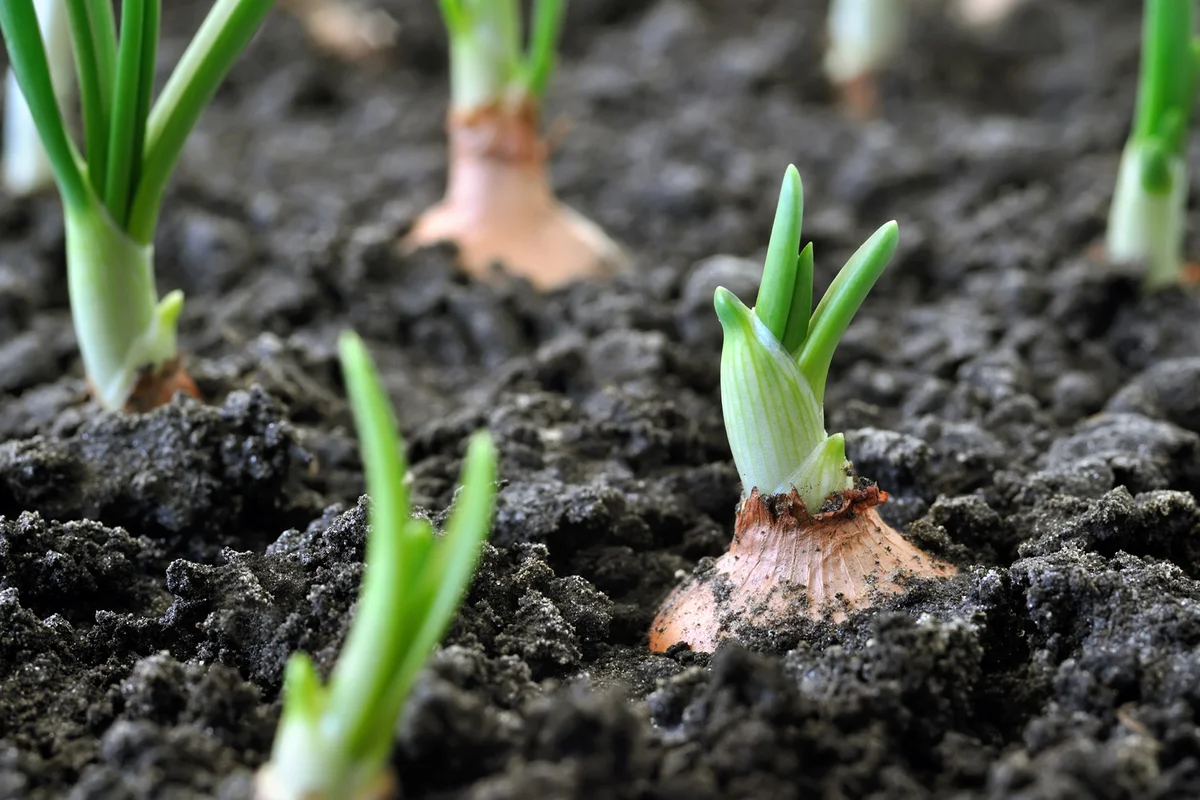 close-up of growing onion plantation