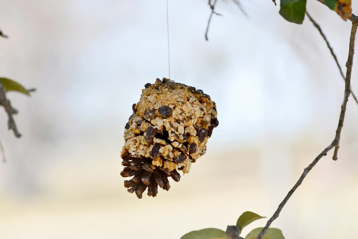 Pinecone Bird Feeder