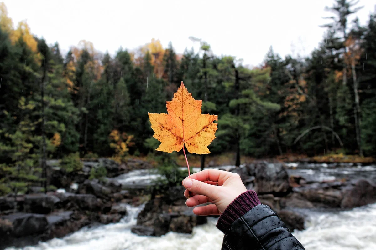 Woman Holding Maple Leaf Against Sky