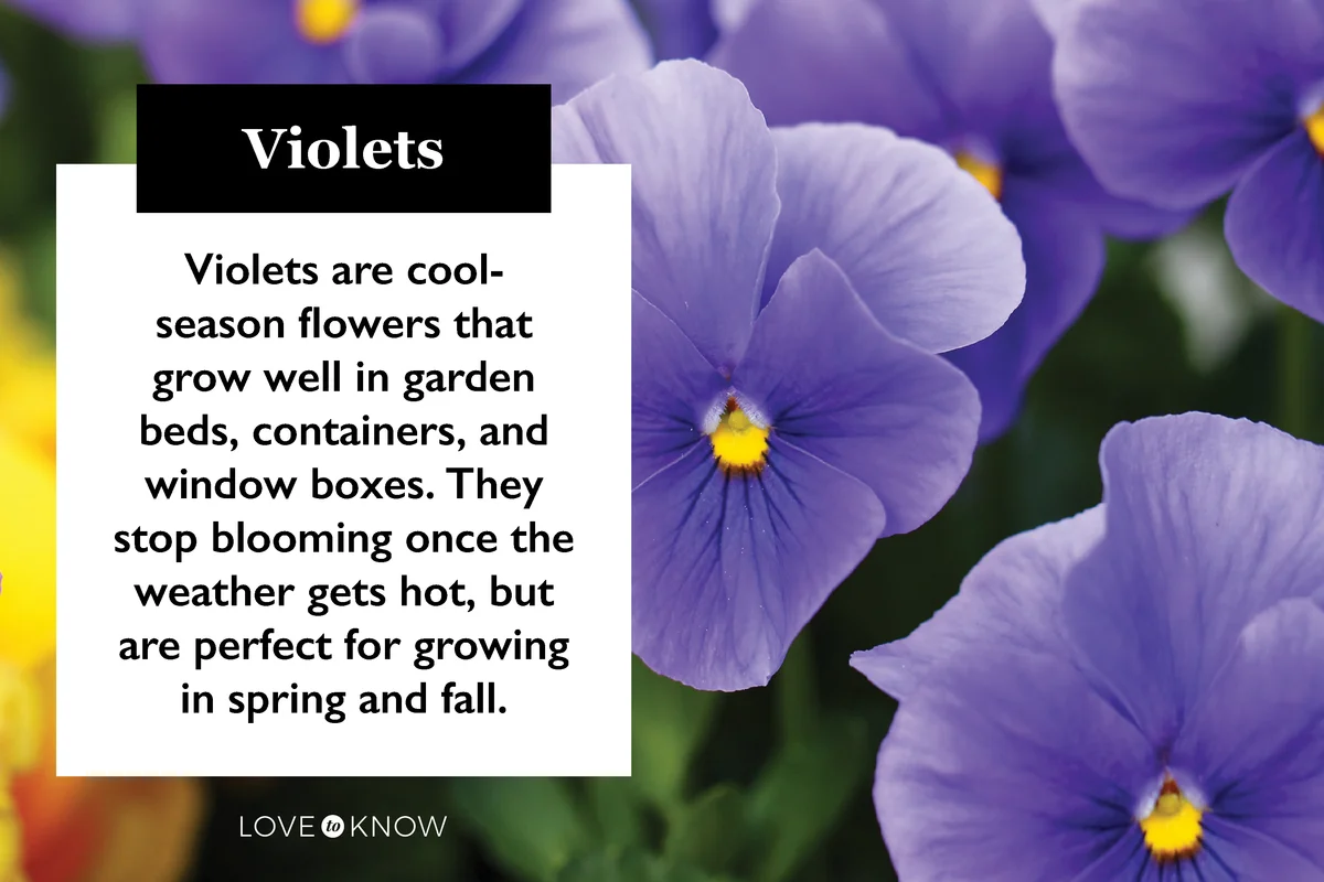 Violet flowers