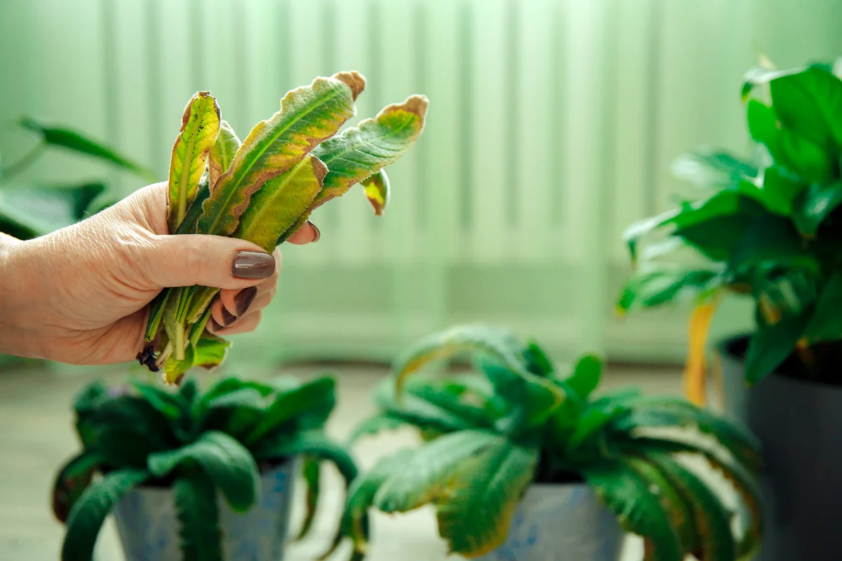 Hand holds yellow leaves of the flower after pruning